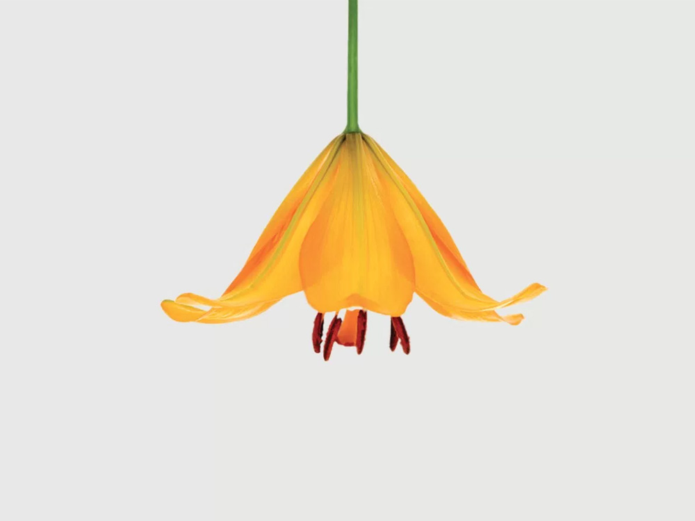 Garden Lighting Company logo