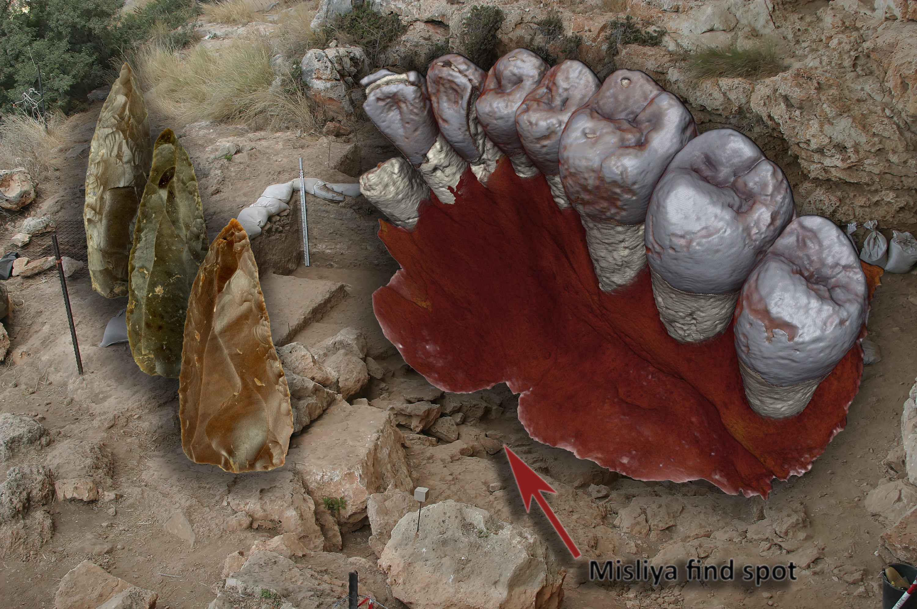 A composite showing the excavation site where the jaw was found, a reconstruction of the jaw, and images of stone tools. 