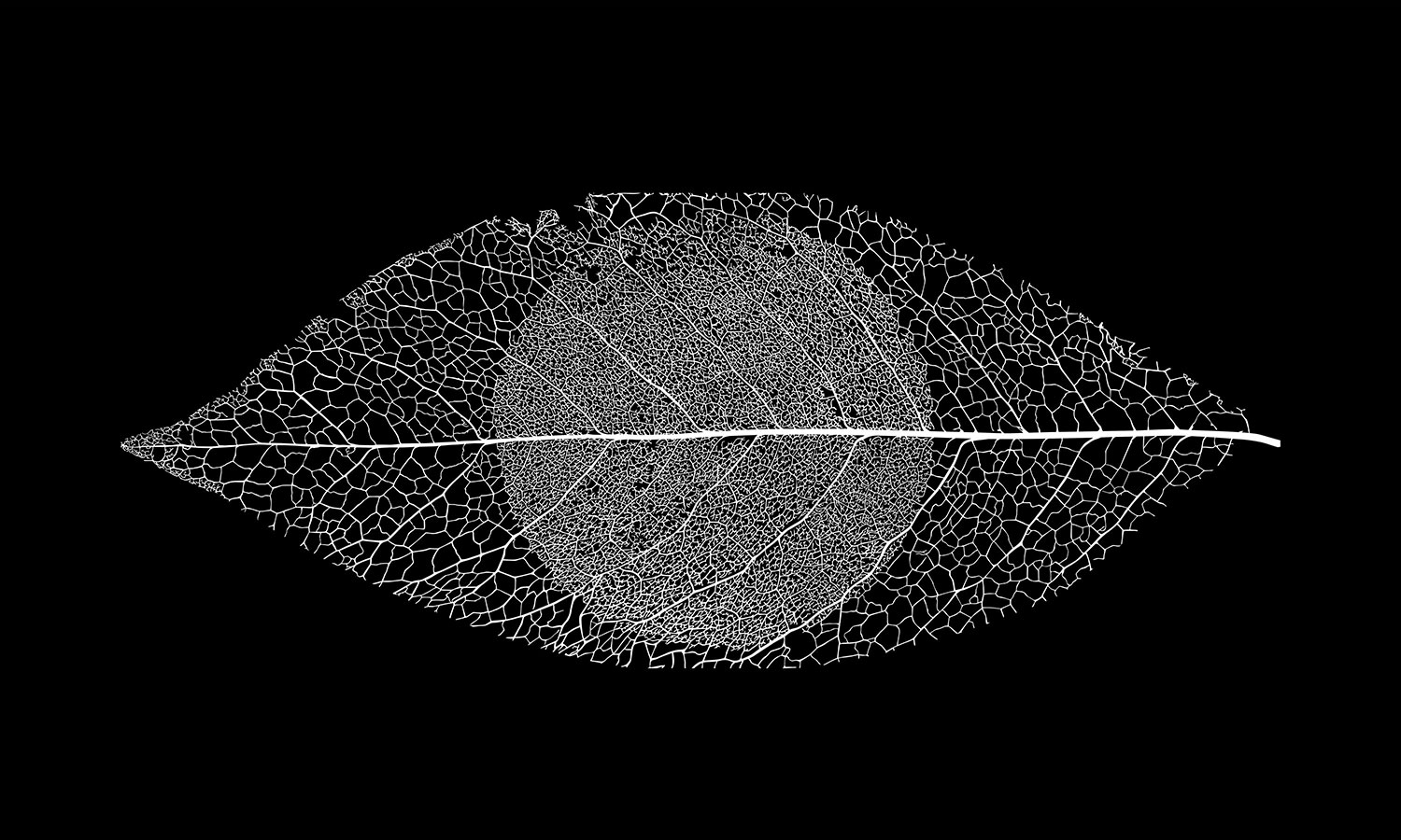Mark Spencer forensic botanist logo