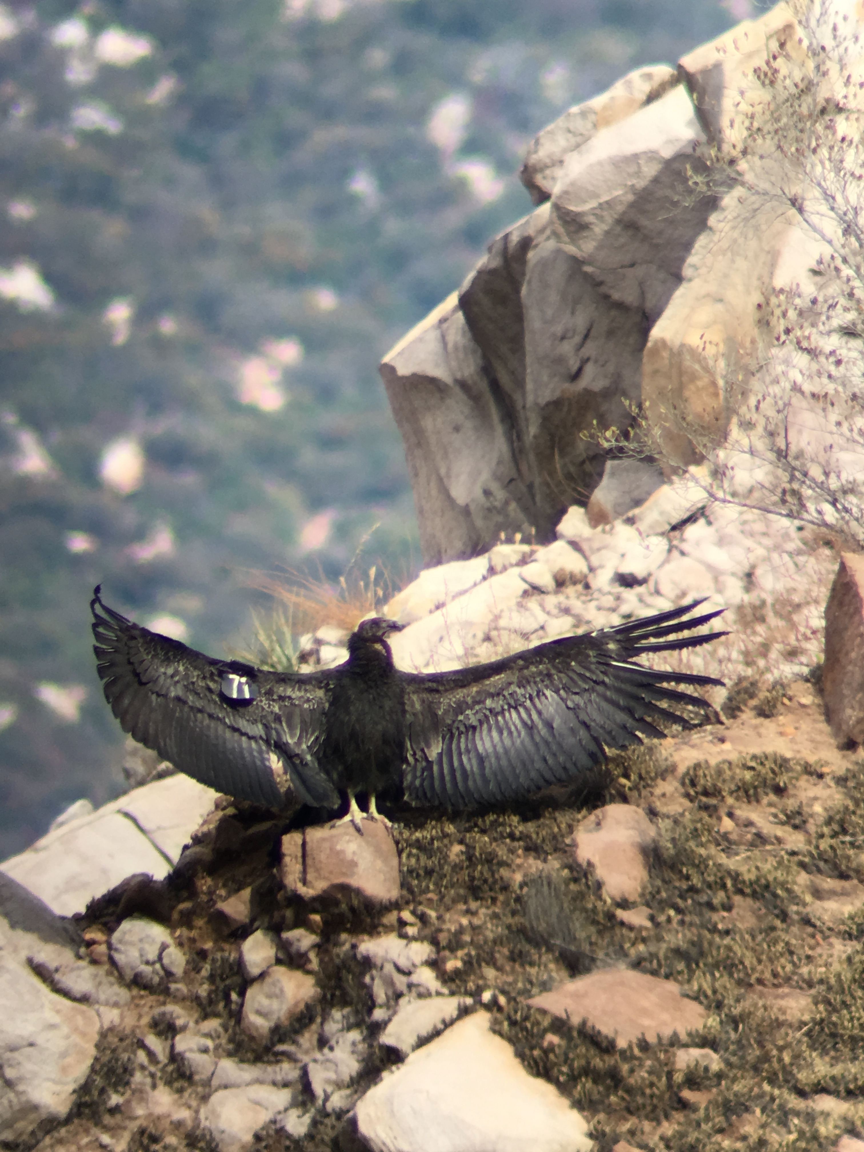Condor chick #871 sunning itself after its close escape from the Thomas Fire. 