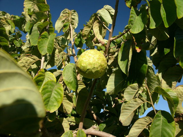 Custard apples sound delicious. 