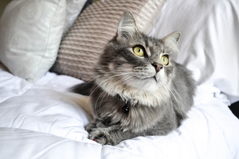 Photo by [Kristin Lopez](https://unsplash.com/@kashlopez) on [Unsplash](https://unsplash.com/search/photos/cat)