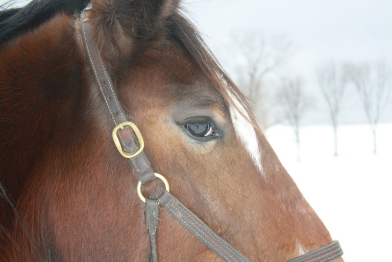 Side view of a head of a brown horse, wearing a halter. The eye looks a bit sad.