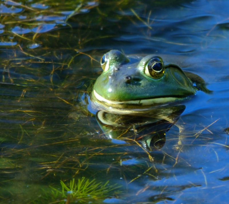 Gab's mascot is a cartoon frog.