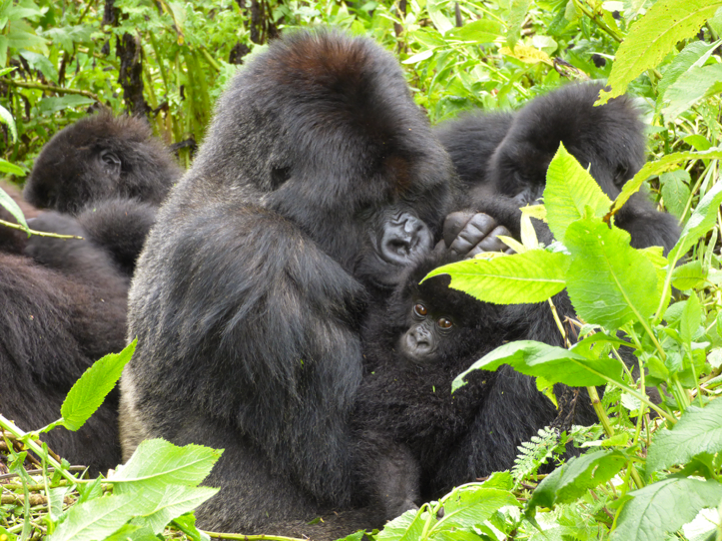 "Resting in contact", primatologist jargon for "getting a cuddle."