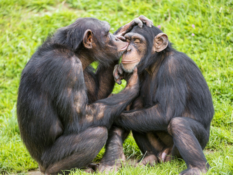 The extent that chimps engage in social grooming is different between groups.