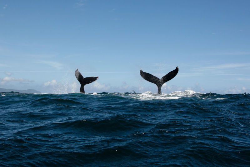 Image of two whale tails.