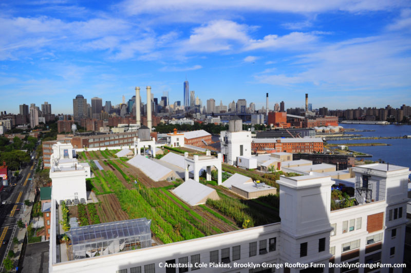 Image of a building with crops on its roof.