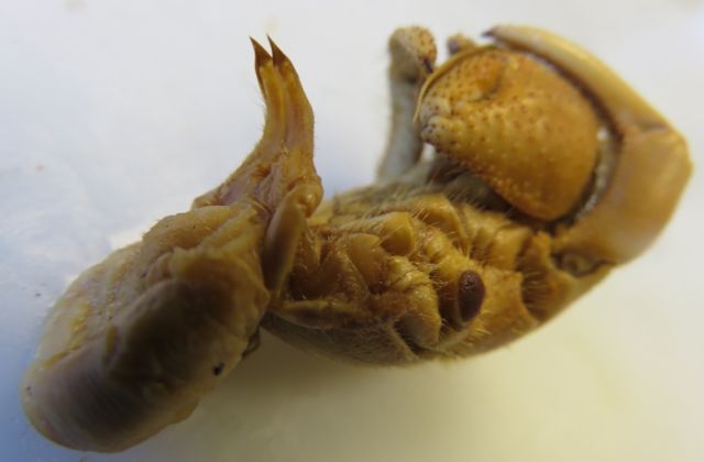 The spiked sexual tube of a male hermit crab. To the right: the walking legs and claws.