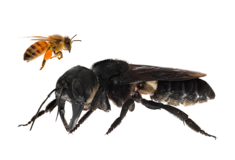 Wallace's Giant Bee next to a honeybee for scale.