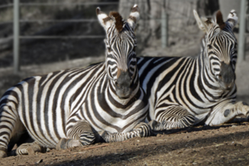 Improving your site's SEO by checking duplicate content