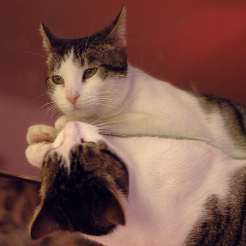 Two-state cat.