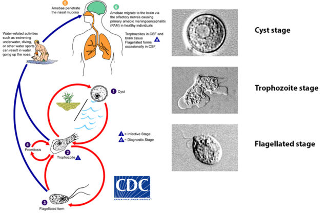 Naegleria fowleri has 3 stages in its life cycle: cyst (1), trophozoite (2), and flagellate (3). The only infective stage of the ameba is the trophozoite, the other two stages are to deal with unfavorable environmental conditions. Trophozoites are 10-35 µm long with a granular appearance and a single nucleus. The trophozoites replicate by binary division during which the nuclear membrane remains intact (a process called promitosis) (4). Trophozoites infect humans or animals by penetrating the nasal tissue (5) and migrating to the brain (6) via the olfactory nerves causing primary amebic meningoencephalitis (PAM).