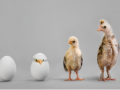 Search engine results: The ten year evolution