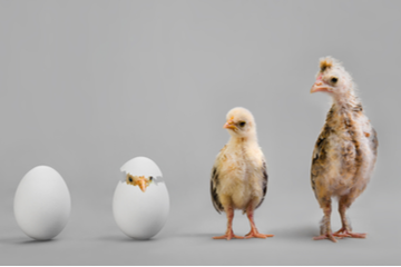 Search engine results: The ten year evolution