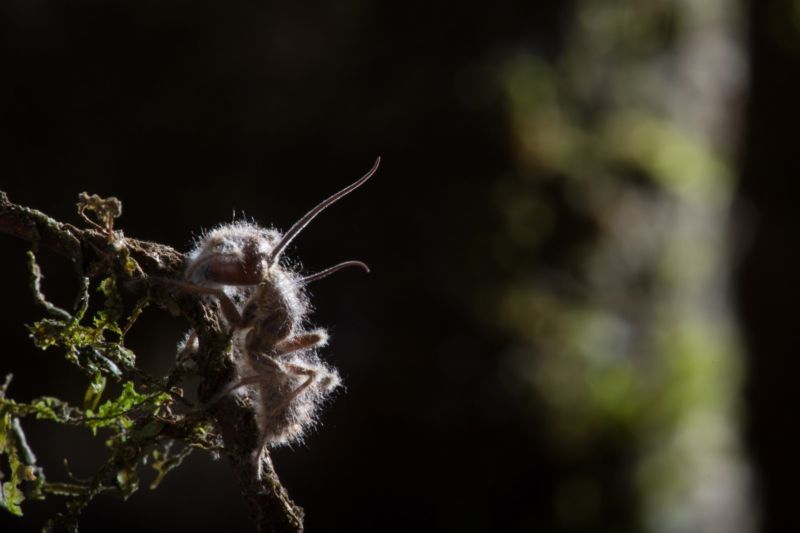 A dead ant that has been taken over by a species of <em>Cordyceps</em> in the Rio Claro Reserve in Colombia. 