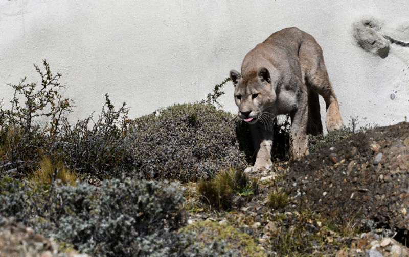 Despite their size, pumas aren't technically "big cats," a title reserved for the family Pantherinae. 