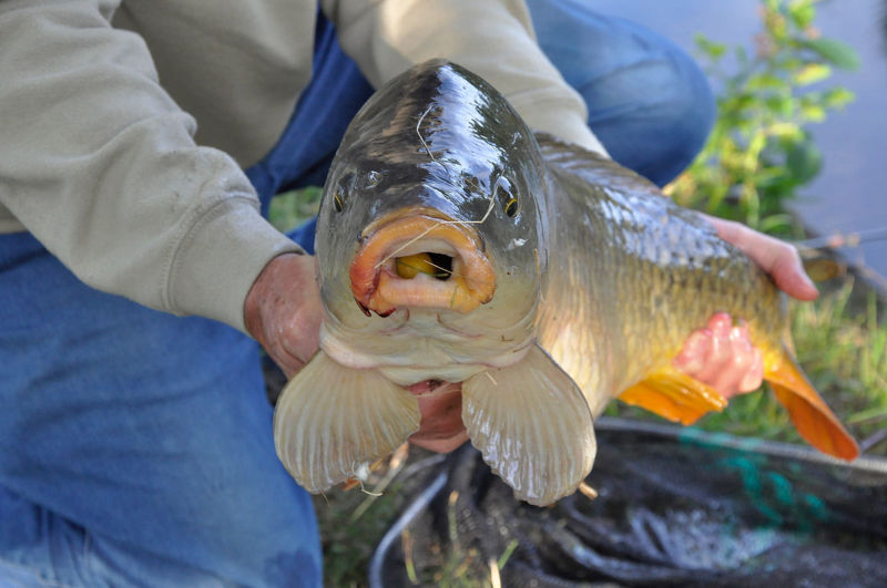 Aquaculture may be the future of seafood, but its past is ancient