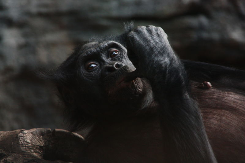 Image of a chimpanzee.