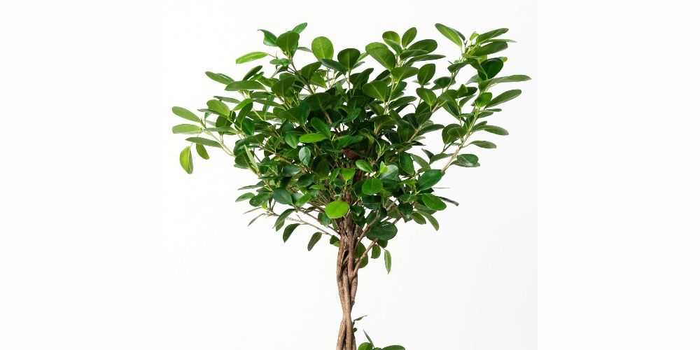 Bloomscape Fig Tree