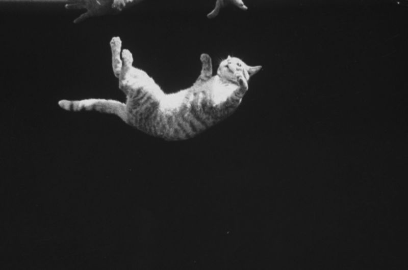 A cat being dropped upside down to demonstrate a cat's movements while falling 