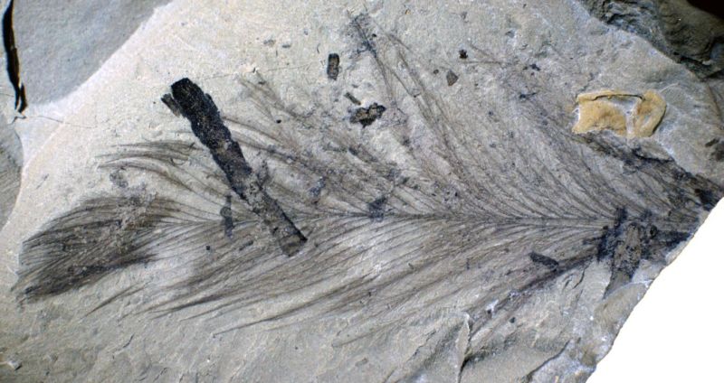 Image of a rock with a feather fossil that preserves many fine branches.