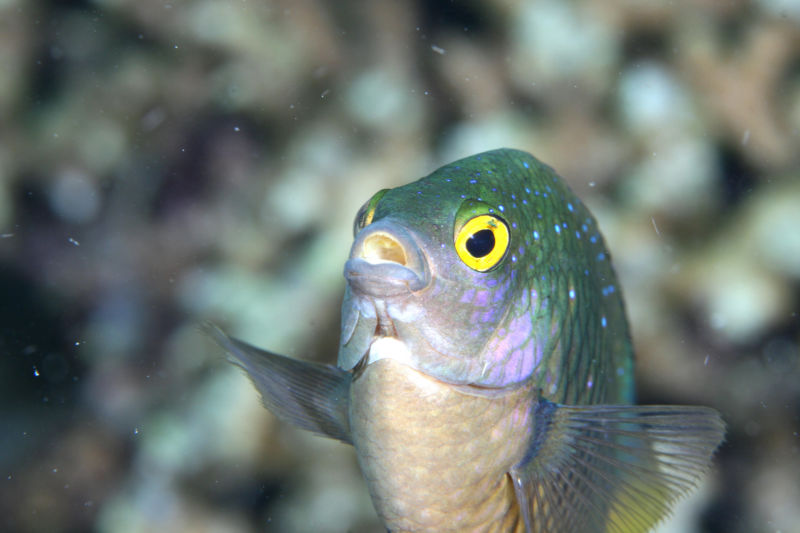 Closeup photograph of fish face.