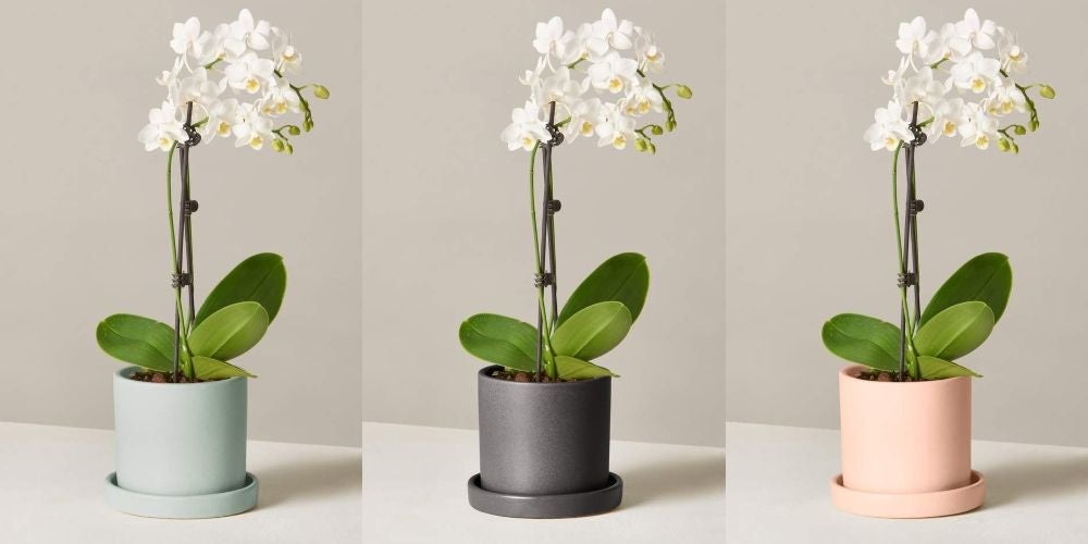 Petite White Orchid - $75