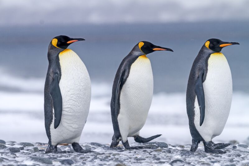 Royaume Uni, Iles de la Georgie du Sud, Plaine de Salysbury, Manchot royal (Aptenodytes patagonicus) United Kingdom, South Georgia Islands, Salysbury plains, King Penguin (Aptenodytes patagonicus). (Photo by Sylvain CORDIER/Gamma-Rapho via Getty Images)