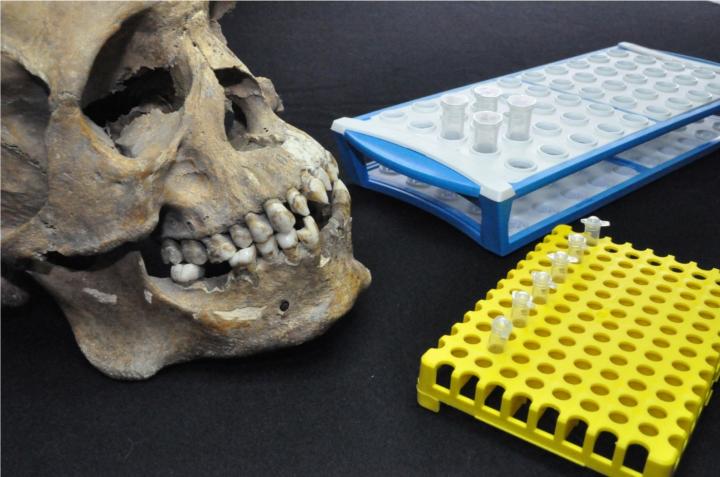 A human skull next to an array of delicate lab equipment.