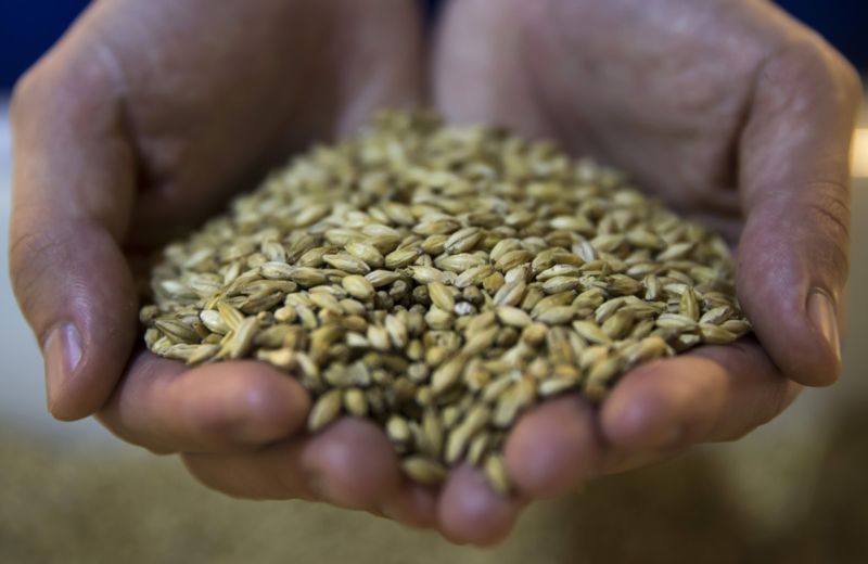 Barley grain used in the production of beer at the Asahi Kanagawa Brewery in Japan.