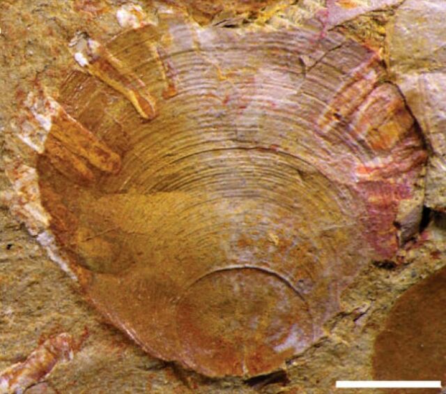 One example of the brachiopod with the associated tube-shape creatures. The white scale bar at the bottom is 2 millimeters.