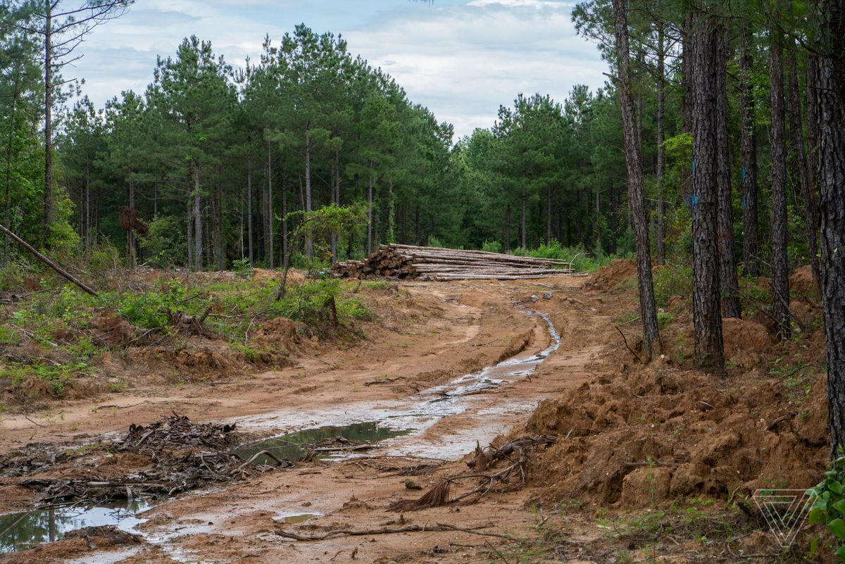 A clearing in a forested area shows a large pile logs stacked together.