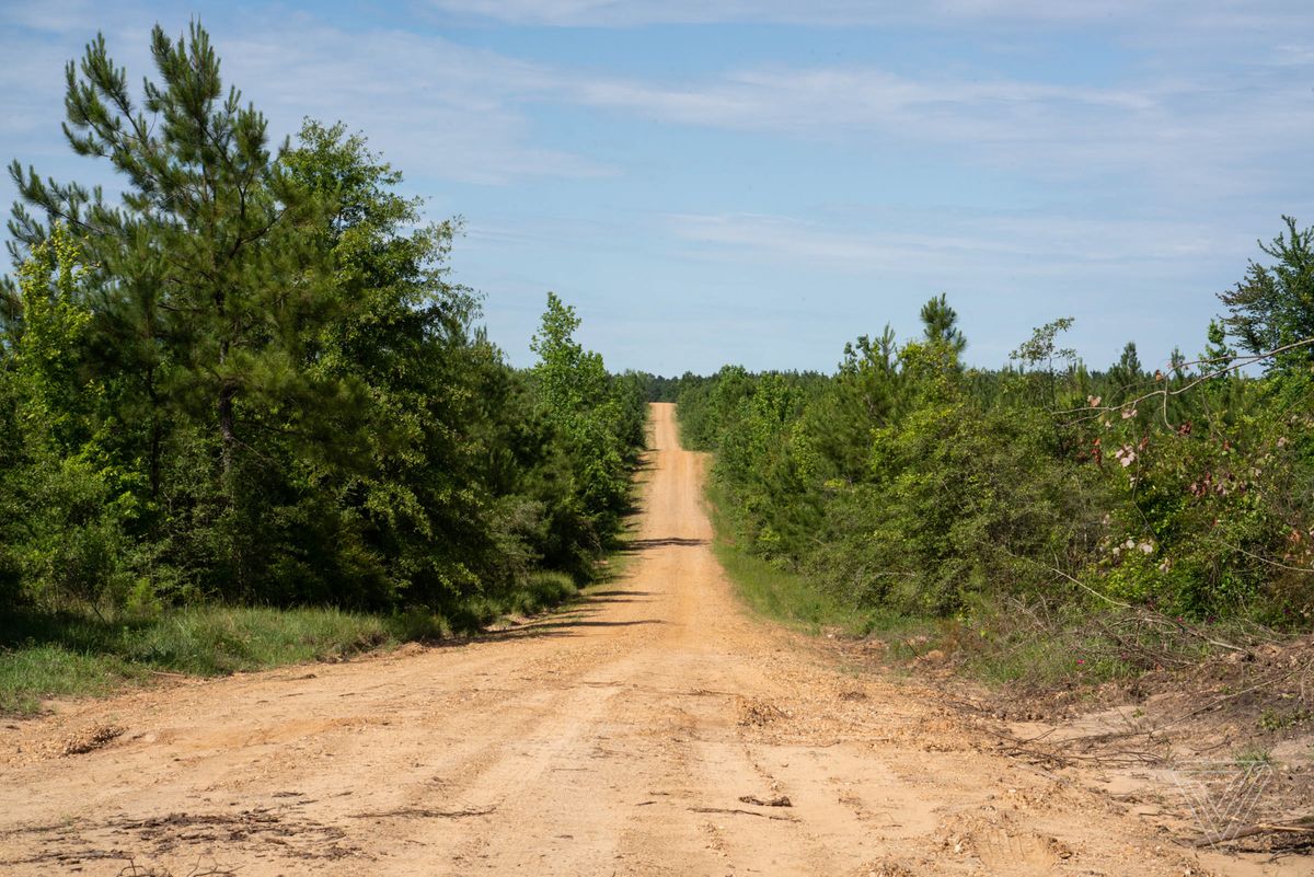 A rural dirt road is flanked by low trees under a clear blue sky. 