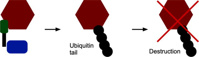 The plan: bring in the blue enzyme to attach ubiquitin to the spike protein, leading to its destruction and thus blocking the production of viruses.