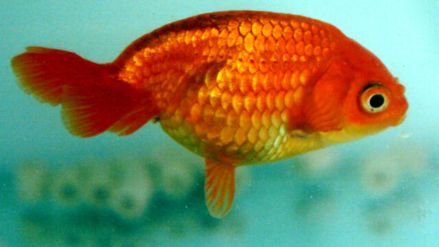 An egg goldfish, which largely lacks a dorsal fin.