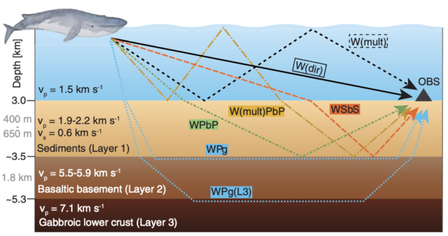 The echoes created by a fin whale are rather complicated.