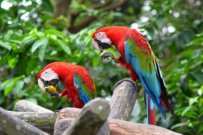 two perching scarlett macaws