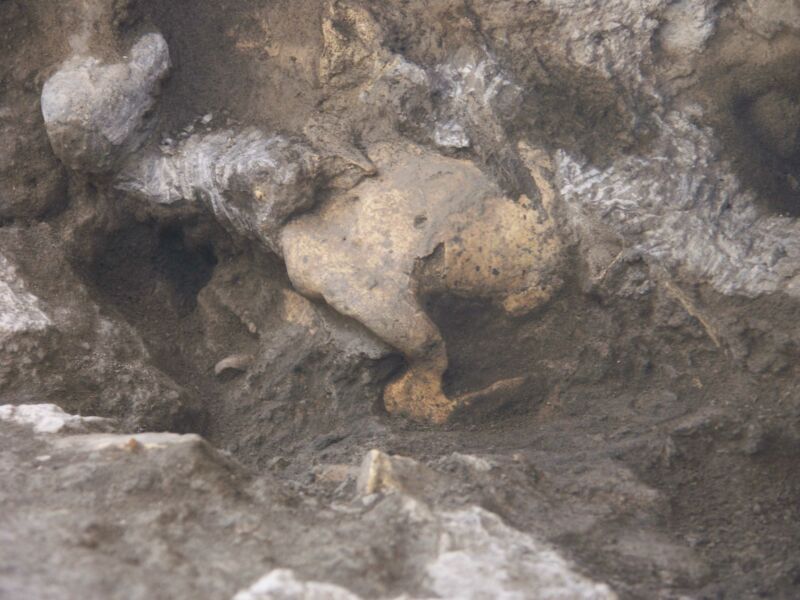 Image of a skull partially buried in sediments.