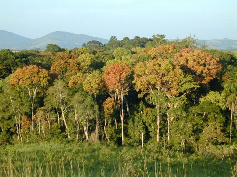 Image of a tropical forest.