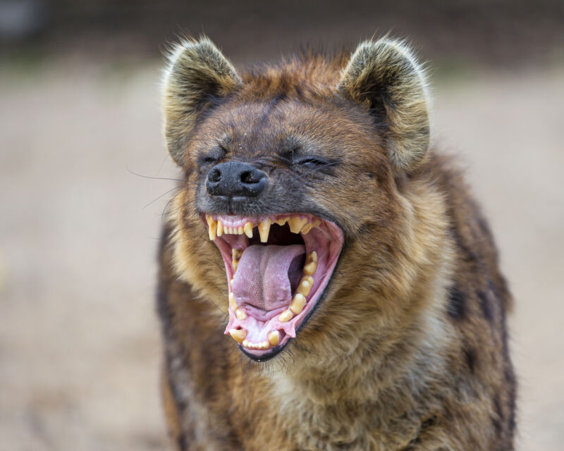 Image of a hyena with its mouth open.