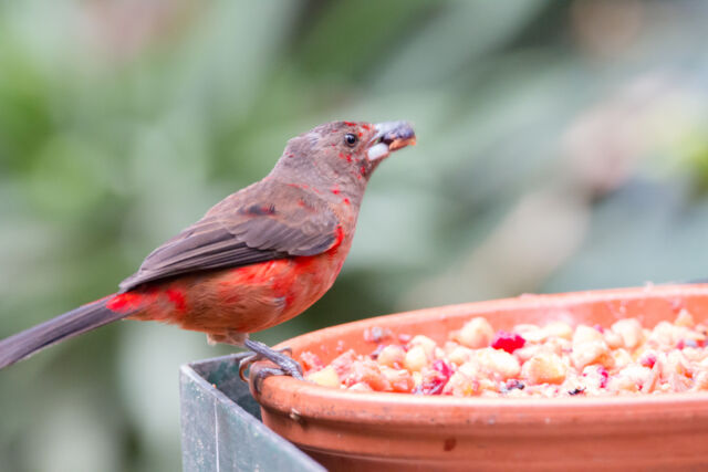 The female Brazilian tanager lacks the male's fancy feather structures.
