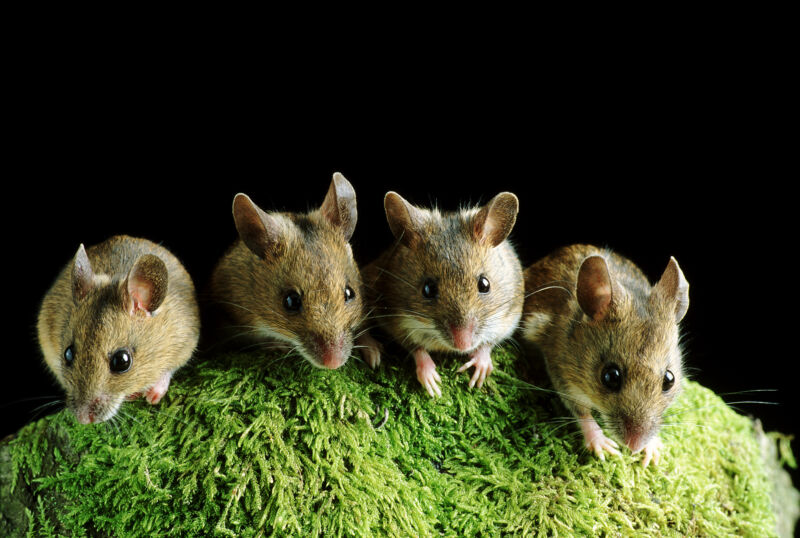 Researchers force two mice to hang out and induce FOMO in a third