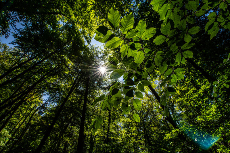 The sun shines through the treetops in the Arnsberg forest in Germany.