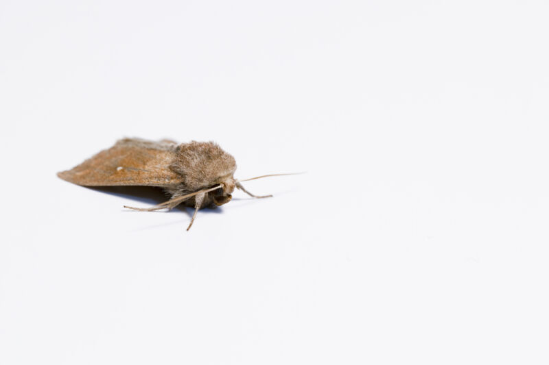 Image of a moth