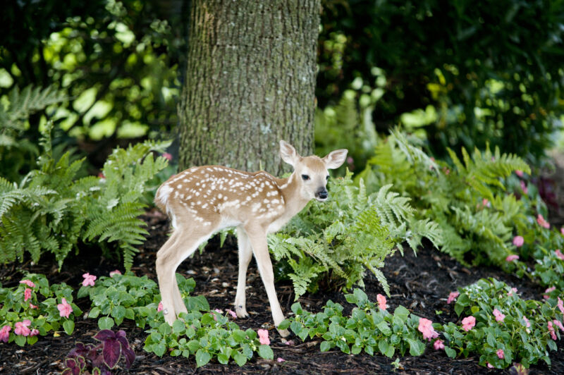 Image of a young deer.