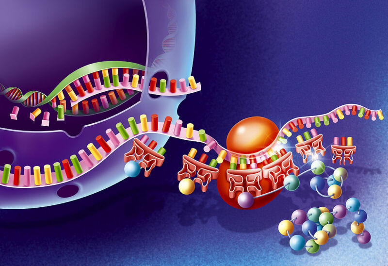 A cartoon of the process that translates the genetic code in DNA into a protein.