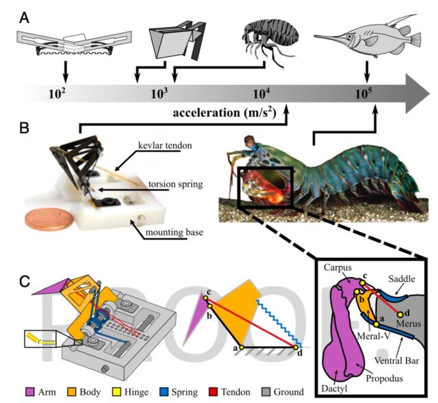 Schematic overview of biologically inspired physical models that generate extreme accelerations.