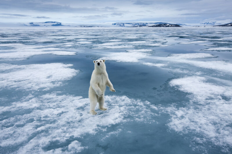 Polar bear (<em>Ursus maritimus</em>) standing upright on fjord ice at Sabinebukta Bay at Irminger Point on a summer morning.”><figcaption class=