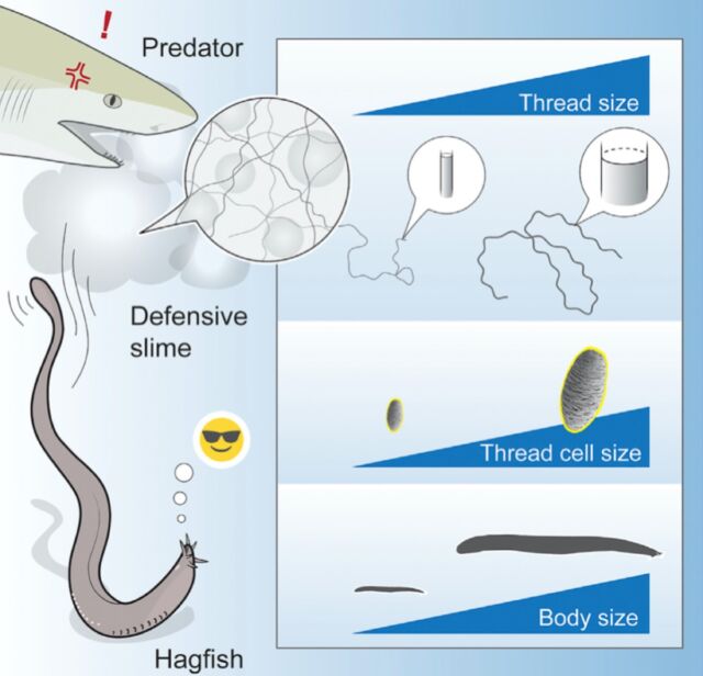 Hagfish gland thread cells vary by 50-fold in volume as body length varies between 10 and 128 cm. 